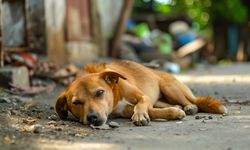 Sokak köpeklerinin katledilmesini öngören tasarı yasalaştı