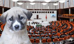 'Sokak köpeklerini katletme' yasası Meclis'ten 49 oy farkla geçti, 95  milletvekili oylamaya katılmadı