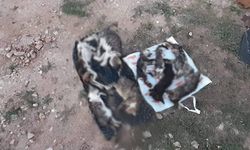 Katliamın adresi bu sefer Kırklareli: Barınakta 17 kedi ve köpek öldü