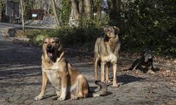 Ankara'da hayvan katliamı: Köpekleri kurşunlayarak ve gözlerini oyarak katletmişler!