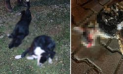 Bursa'da hayvan katliam: Beşi yavru altı köpek ile bir kedi zehirlenmiş halde bulundu!