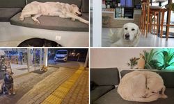 Hatay'da köpeklerin yağmurlu havada girdikleri kafe, yuvaları oldu