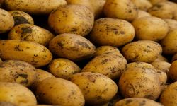 Tunus'un iade ettiği 2 bin 500 ton patates imha edilecek