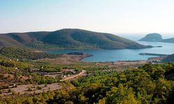 Akkuyu Nükleer'in bilirkişi raporu: Akdeniz fokları tehlike altında kalacak ama santral yapımına engel değil!