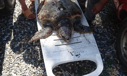 Alanya’da 3 caretta caretta boğazı kesilerek öldürüldü!