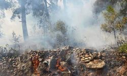 Alanya'da orman yangını