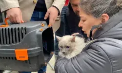 Diyarbakır Galeria Sitesi'nden yedi kedi kurtarıldı