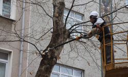 Kartal'da bahara hazırlık için binlerce ağaç budandı