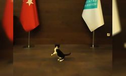 Beşiktaş Belediye Başkanı Rıza Akpolat, sahiplendiği kedi yavrusuna isim bulunması için çağrı yaptı