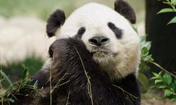 Japonya'nın en yaşlı pandası 'Tan Tan' öldü