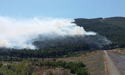 Soma ve Ayvalık'ta orman yangınları