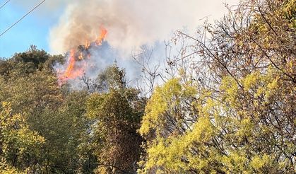 Antalya'da orman yangını