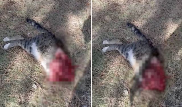 Ankara'da bir kedi, kafası ve ön patileri kesilerek katledildi!