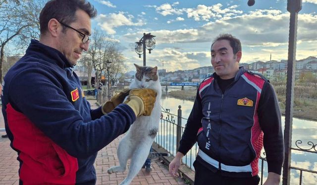 Zonguldak'ta 1 ayda üçüncü kez çaya düşen kedi kurtarıldı