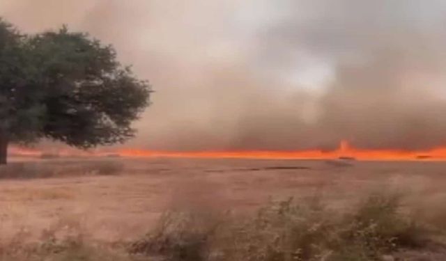 Elazığ ve Çanakkale'de orman yangını