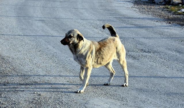 Özgür Özel'den 'sokak köpekleri' açıklaması: Caniliğe, cinayete prim vermeden hep beraber çözeceğiz