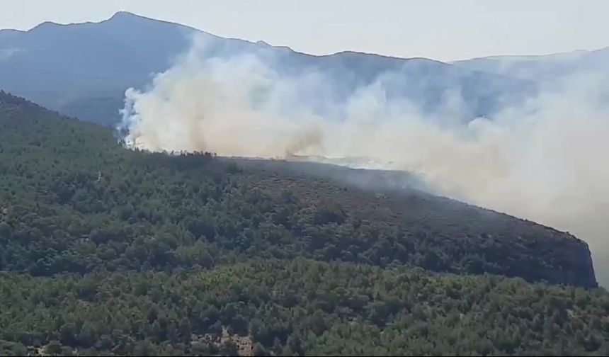 Muğla'da orman yangını